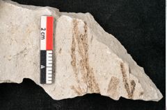Foto (Detailansicht) von Glyptostrobus europaeus Brongniart (NHMW-GEO-2024-0188-6755)